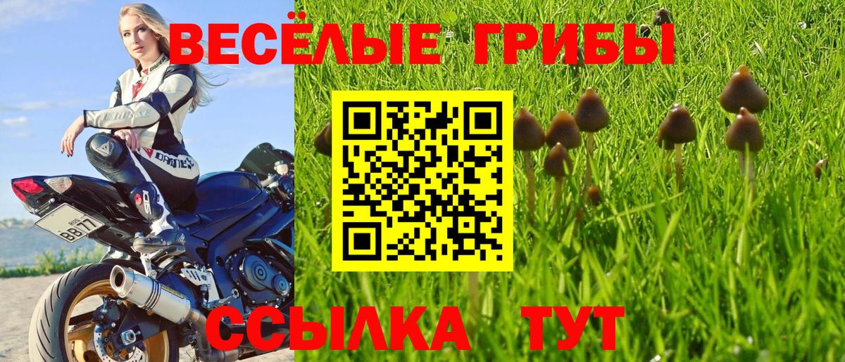 Псилоцибиновые грибы Psilocybine cubensis Советская Гавань